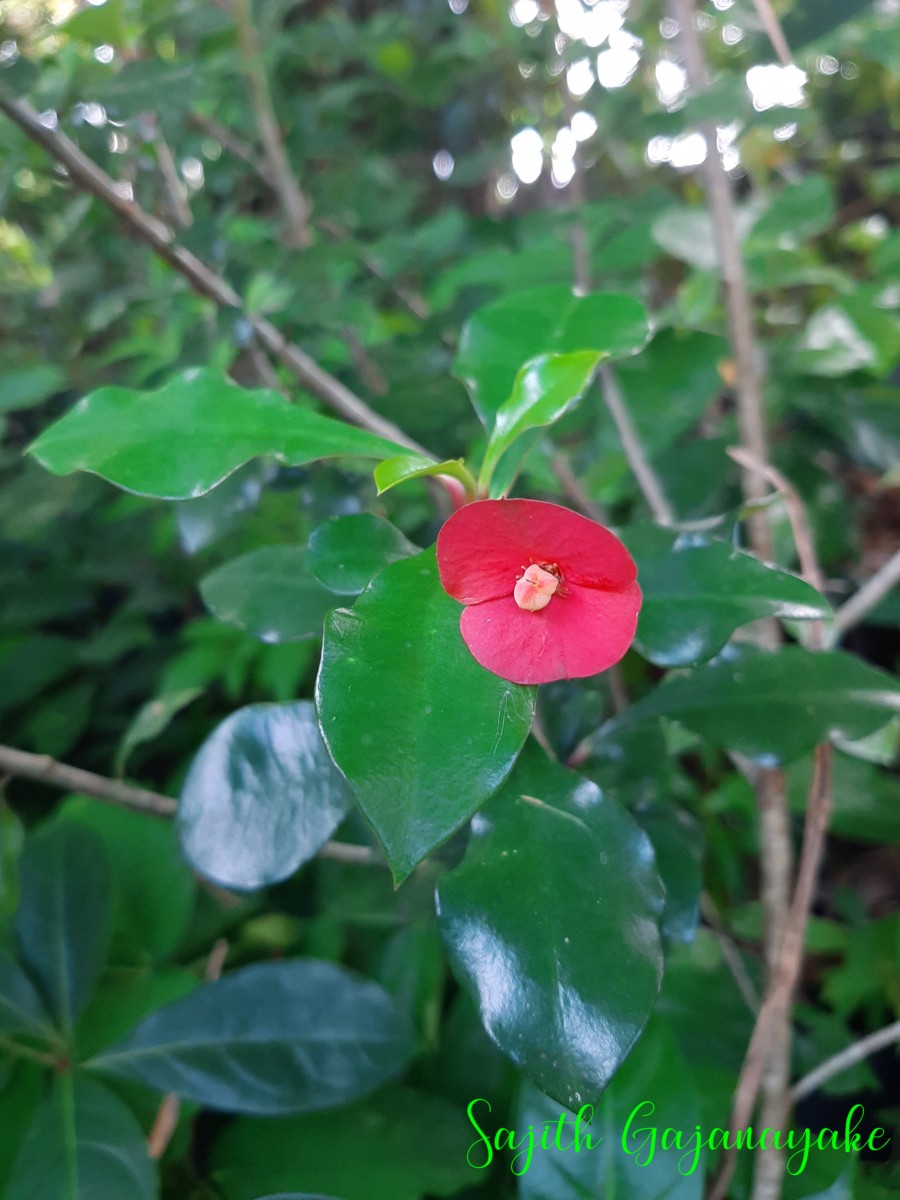 Euphorbia milii Des Moul.